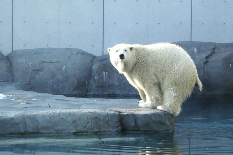 円山動物園